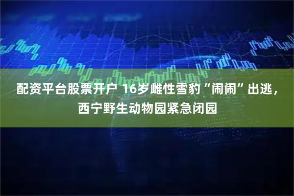 配资平台股票开户 16岁雌性雪豹“闹闹”出逃，西宁野生动物园紧急闭园